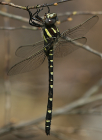 Twin-spotted Spiketail